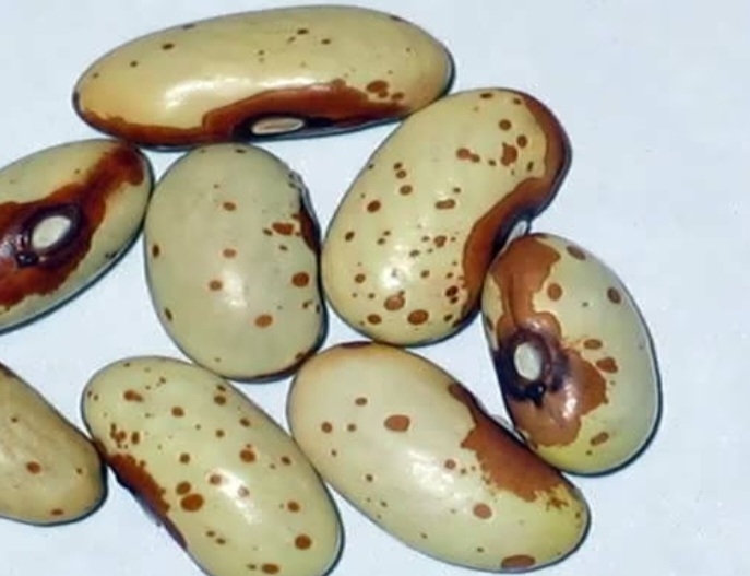 لوبیا آفتاب الیس