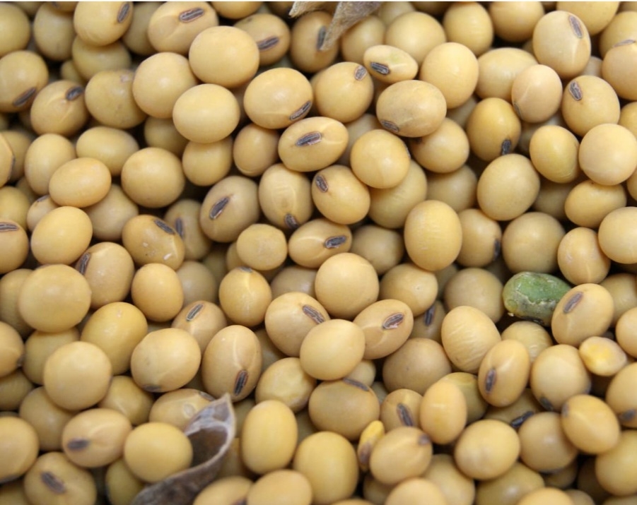 سویا سحر