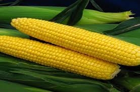 ذرت