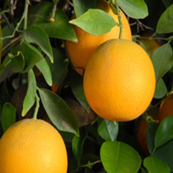 پرتقال رقم والنسیا رود رد